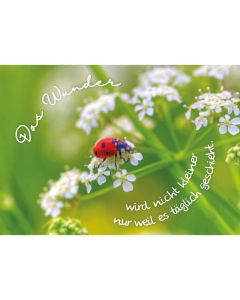 Postkarte 12 Ex.- Das Wunder wird nicht kleiner